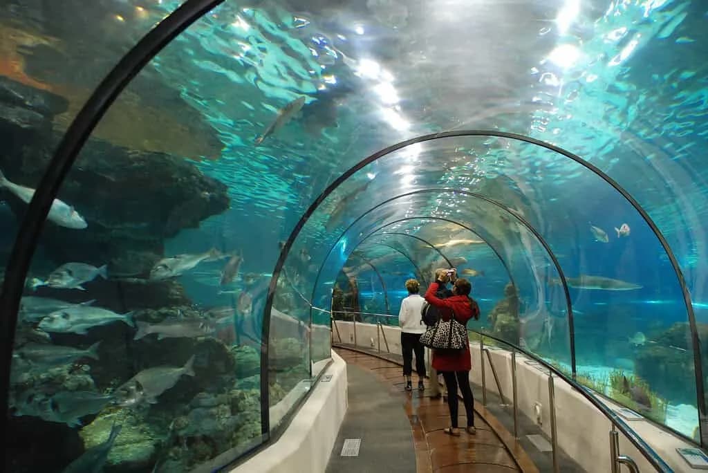Oceanarium Barcelona - Niezapomniane atrakcje i doświadczenia dla rodzin Oceanarium Barcelona - Niezapomniane atrakcje i doświadczenia dla rodzin