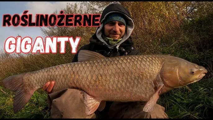 Amur ryba czym się żywi - poznaj sekrety diety amura w naturze Amur ryba czym się żywi - poznaj sekrety diety amura w naturze