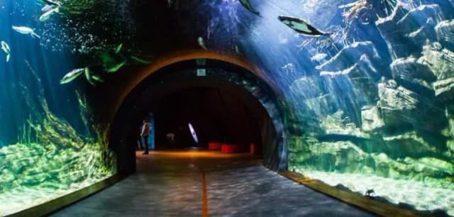 Ozeaneum w Stralsundzie: Niezapomniane atrakcje na Rugii Ozeaneum w Stralsundzie: Niezapomniane atrakcje na Rugii