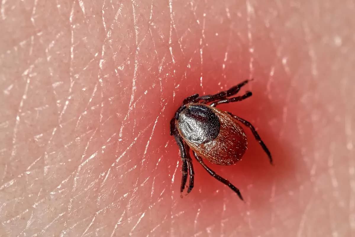 Jak rozmnażają się kleszcze i dlaczego to ma znaczenie dla zdrowia Jak rozmnażają się kleszcze i dlaczego to ma znaczenie dla zdrowia
