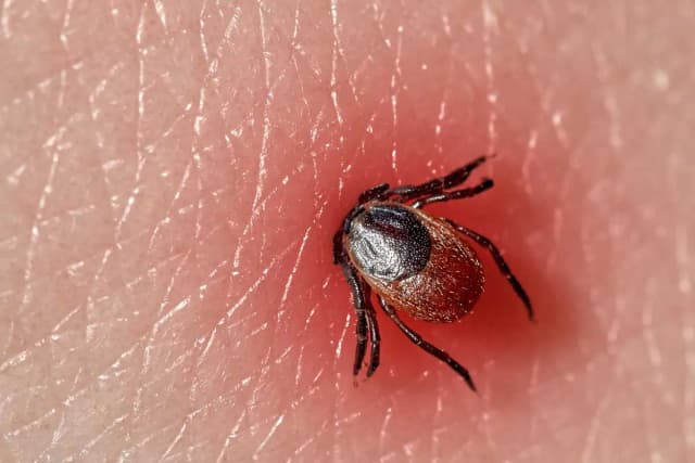 Jak rozmnażają się kleszcze i dlaczego to ma znaczenie dla zdrowia Jak rozmnażają się kleszcze i dlaczego to ma znaczenie dla zdrowia