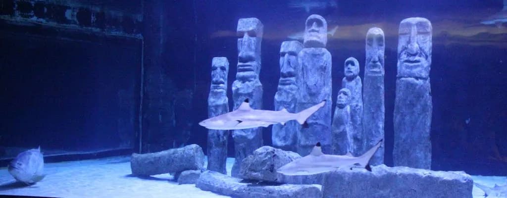 Alanya oceanarium: co warto zobaczyć i jak zaplanować wizytę Alanya oceanarium: co warto zobaczyć i jak zaplanować wizytę