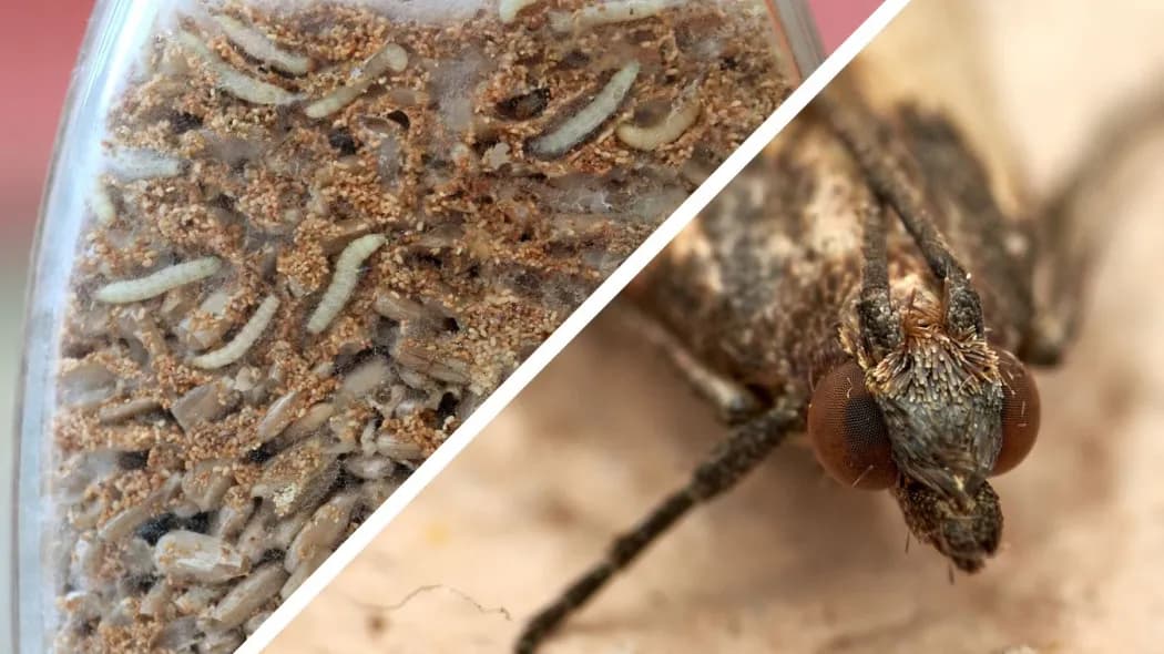 Jak rozmnażają się mole spożywcze i jak ich unikać w kuchni Jak rozmnażają się mole spożywcze i jak ich unikać w kuchni