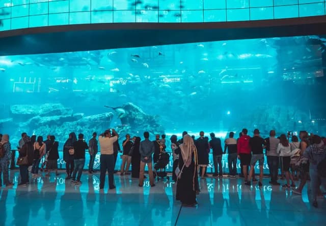Oceanarium w Dubaju - atrakcje, ceny biletów i godziny otwarcia Oceanarium w Dubaju - atrakcje, ceny biletów i godziny otwarcia