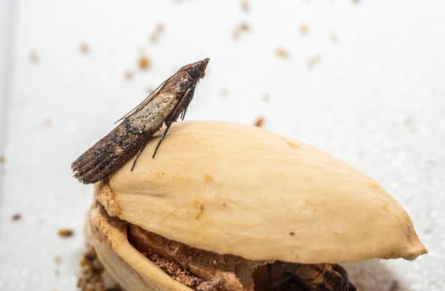 Mole spożywcze czym się żywią - uniknij zniszczenia twojej żywności Mole spożywcze czym się żywią - uniknij zniszczenia twojej żywności