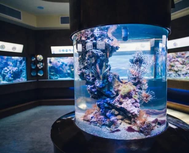 Oceanarium Sopot - Fascynujące życie morskie i edukacja dla każdego Oceanarium Sopot - Fascynujące życie morskie i edukacja dla każdego