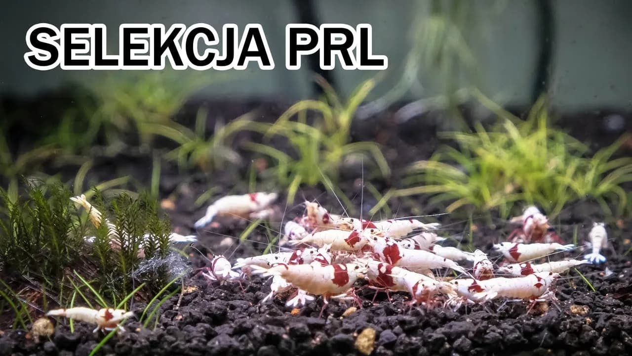 Jak rozmnażają się krewetki w akwarium? Odkryj łatwe metody hodowli Jak rozmnażają się krewetki w akwarium? Odkryj łatwe metody hodowli