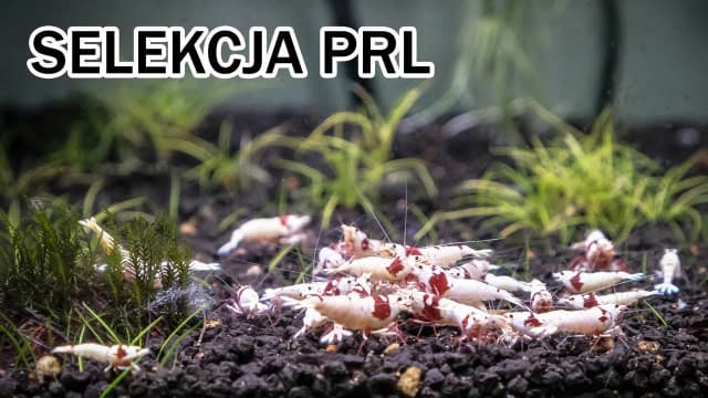 Jak rozmnażają się krewetki w akwarium? Odkryj łatwe metody hodowli Jak rozmnażają się krewetki w akwarium? Odkryj łatwe metody hodowli