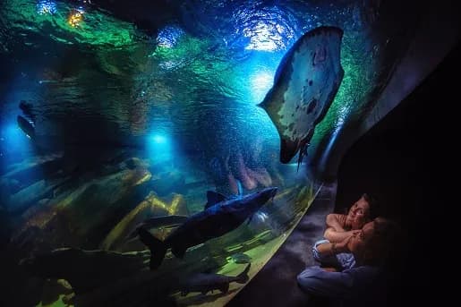 Oceanarium Zachodniopomorskie: Niezapomniane atrakcje i sekrety Oceanarium Zachodniopomorskie: Niezapomniane atrakcje i sekrety
