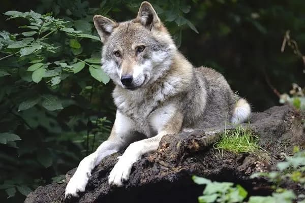 Czym żywi się wilk? Odkryj fascynujące nawyki żywieniowe tych drapieżników Czym żywi się wilk? Odkryj fascynujące nawyki żywieniowe tych drapieżników