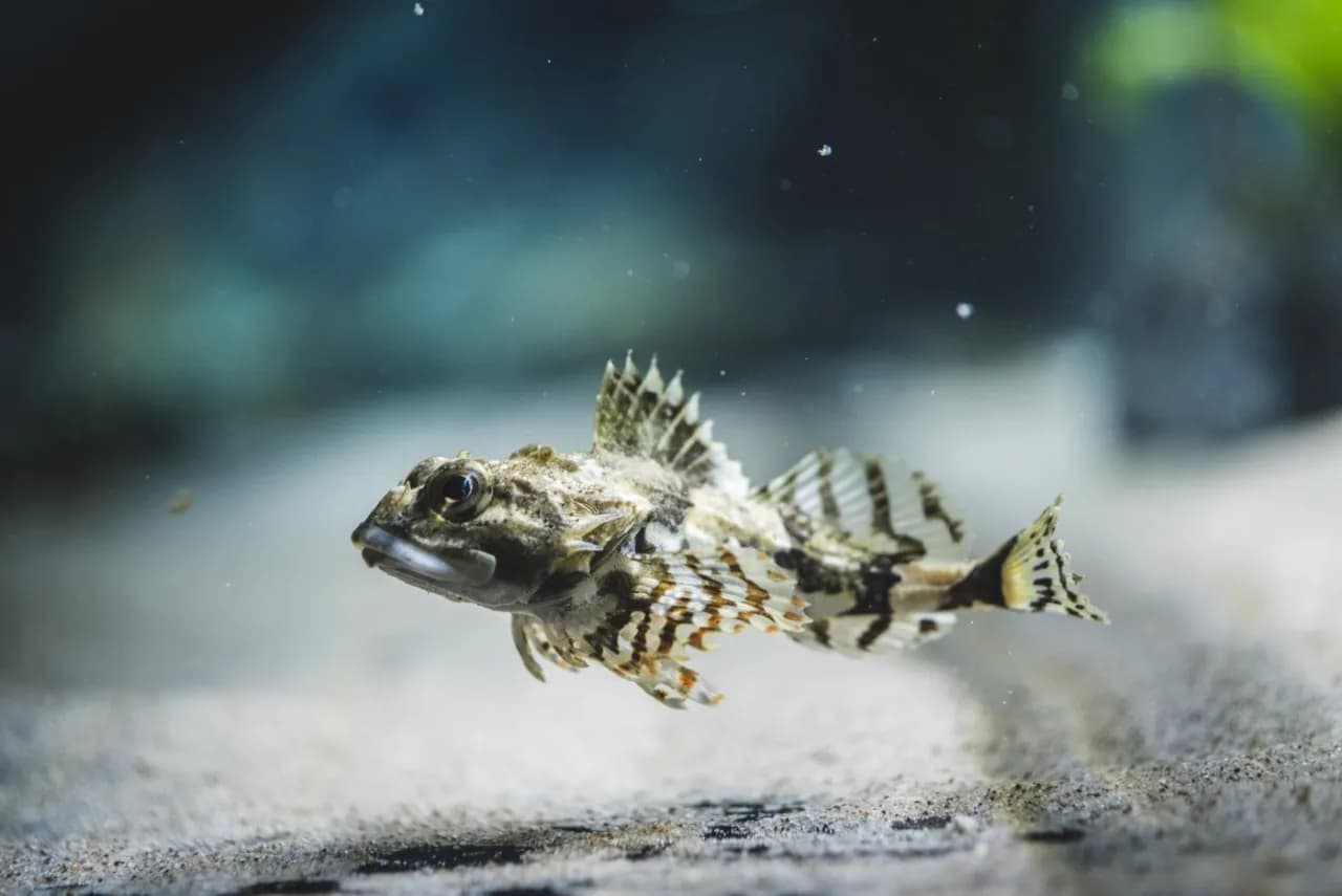 Oceanarium pomorskie: odkryj fascynujący świat morskich stworzeń Oceanarium pomorskie: odkryj fascynujący świat morskich stworzeń