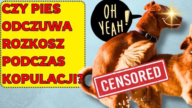 Jak psy się rozmnażają? Poznaj tajniki i uniknij błędów w hodowli Jak psy się rozmnażają? Poznaj tajniki i uniknij błędów w hodowli