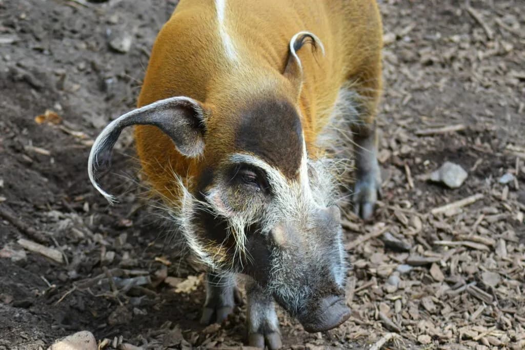 Czym żywi się świnia? Poznaj sekrety diety świń w naturze i hodowli Czym żywi się świnia? Poznaj sekrety diety świń w naturze i hodowli