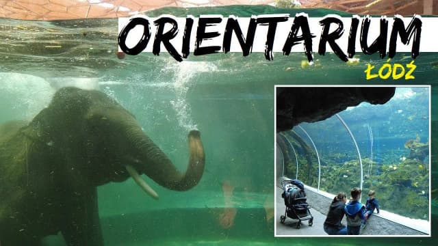 Odkryj fascynujący świat oceanarium w zoo Łódź i jego atrakcje Odkryj fascynujący świat oceanarium w zoo Łódź i jego atrakcje