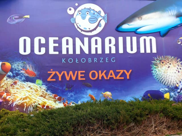 Godziny otwarcia oceanarium w Kołobrzegu – nie przegap wizyty! Godziny otwarcia oceanarium w Kołobrzegu – nie przegap wizyty!