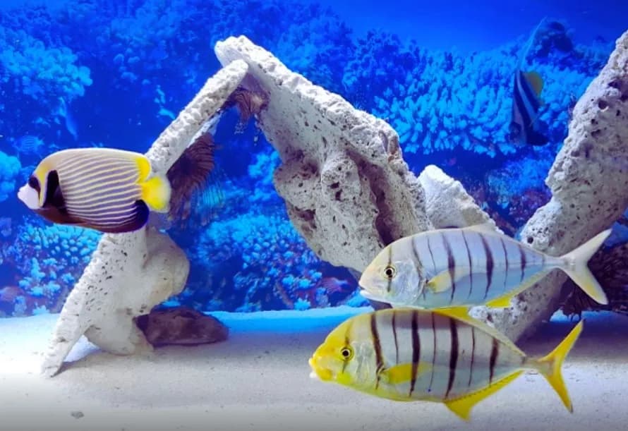 Oceanarium Pobierowo - Ciekawe atrakcje i informacje dla odwiedzających Oceanarium Pobierowo - Ciekawe atrakcje i informacje dla odwiedzających