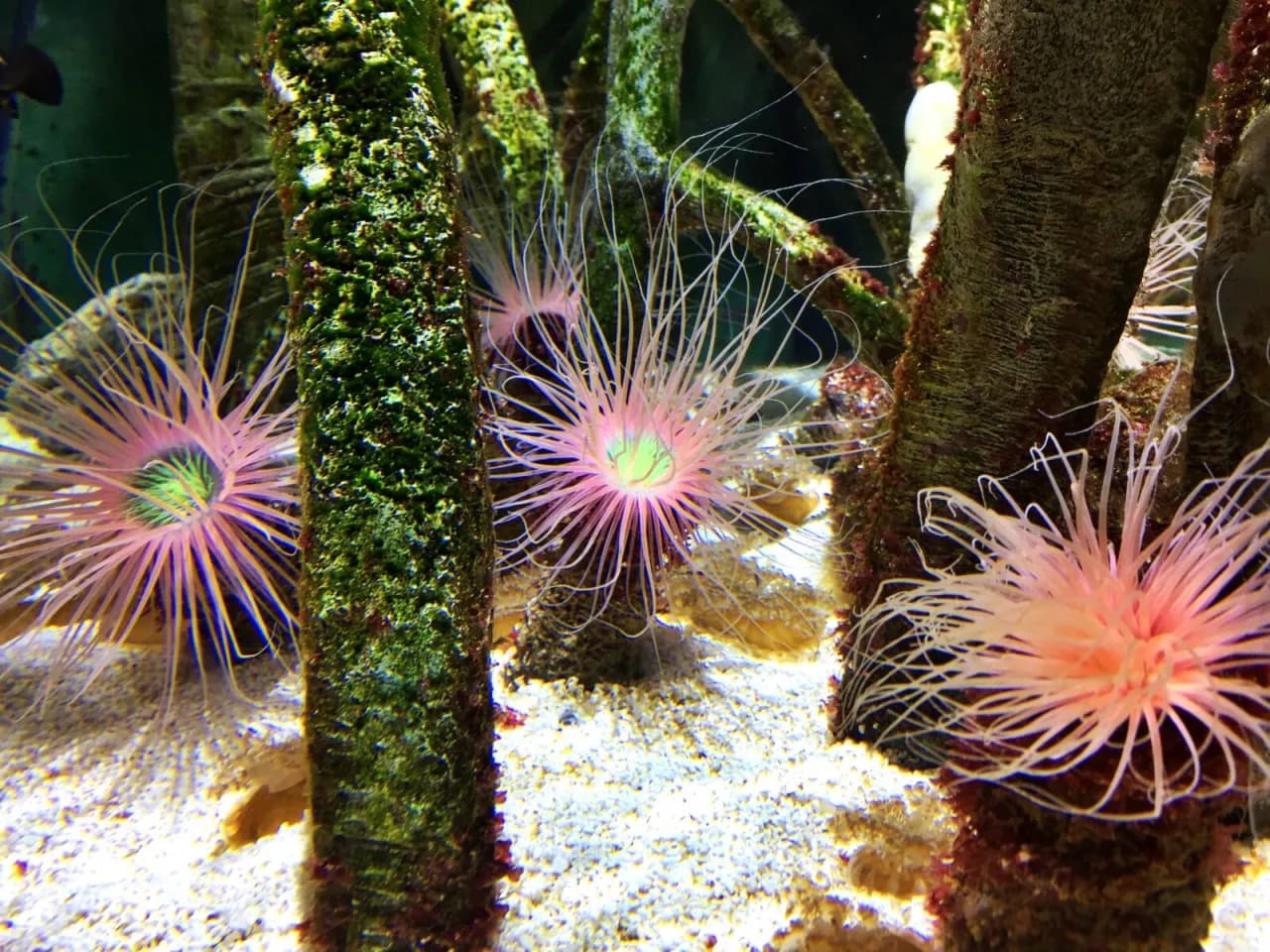 Oceanarium w Czechach: Fascynujące atrakcje i niezapomniane wrażenia Oceanarium w Czechach: Fascynujące atrakcje i niezapomniane wrażenia