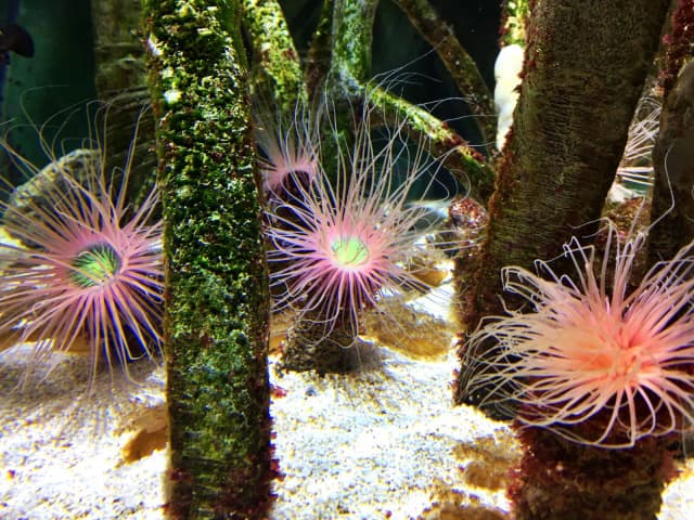 Oceanarium w Czechach: Fascynujące atrakcje i niezapomniane wrażenia Oceanarium w Czechach: Fascynujące atrakcje i niezapomniane wrażenia