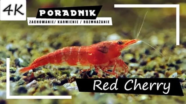 Jak krewetki się rozmnażają - poznaj sekrety skutecznego rozmnażania Jak krewetki się rozmnażają - poznaj sekrety skutecznego rozmnażania