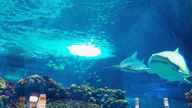Oceanarium Nyíregyháza: Niezapomniane atrakcje i tajemnice morskie Oceanarium Nyíregyháza: Niezapomniane atrakcje i tajemnice morskie