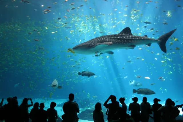 Oceanarium Ustka – Fascynujące gatunki ryb i niezapomniane wrażenia Oceanarium Ustka – Fascynujące gatunki ryb i niezapomniane wrażenia