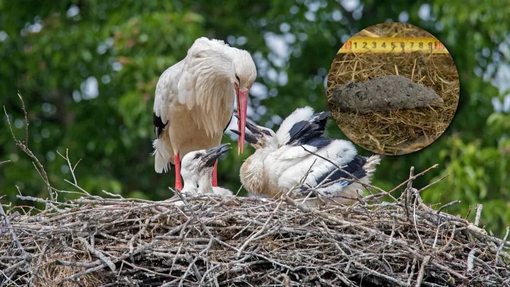 Czym się żywi bocian biały? Odkryj jego zaskakującą dietę Czym się żywi bocian biały? Odkryj jego zaskakującą dietę