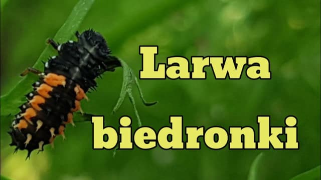 Jak biedronki się rozmnażają? Odkryj ich fascynujący cykl życia Jak biedronki się rozmnażają? Odkryj ich fascynujący cykl życia