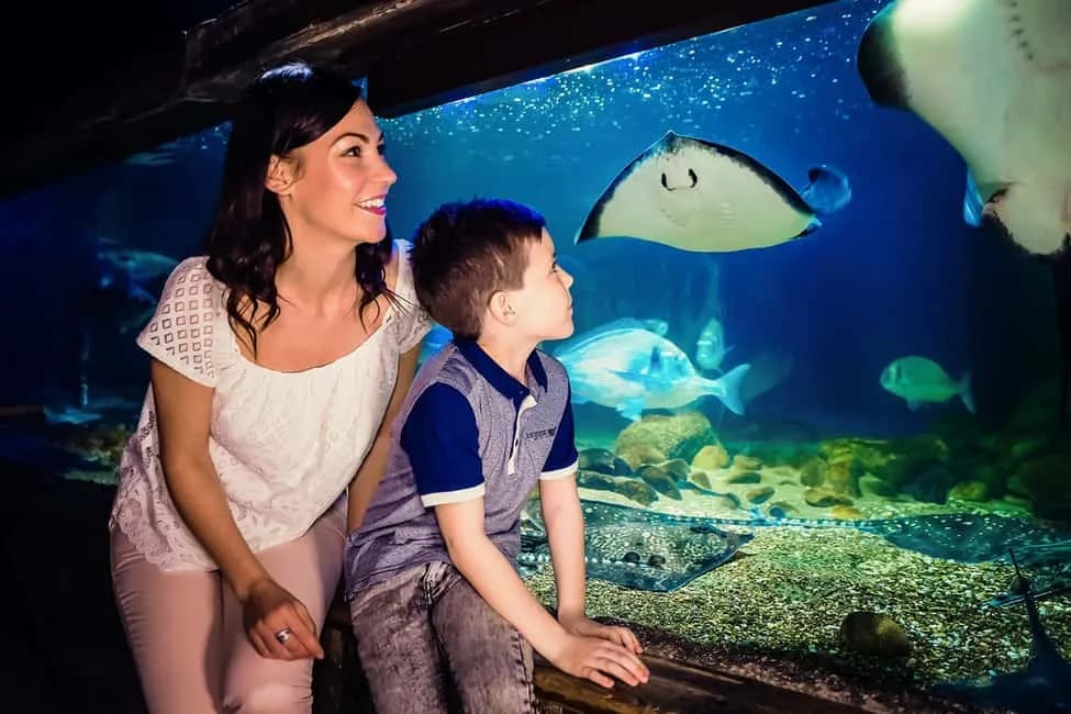 Odkryj fascynujący świat w oceanarium Londyn – atrakcje i porady Odkryj fascynujący świat w oceanarium Londyn – atrakcje i porady