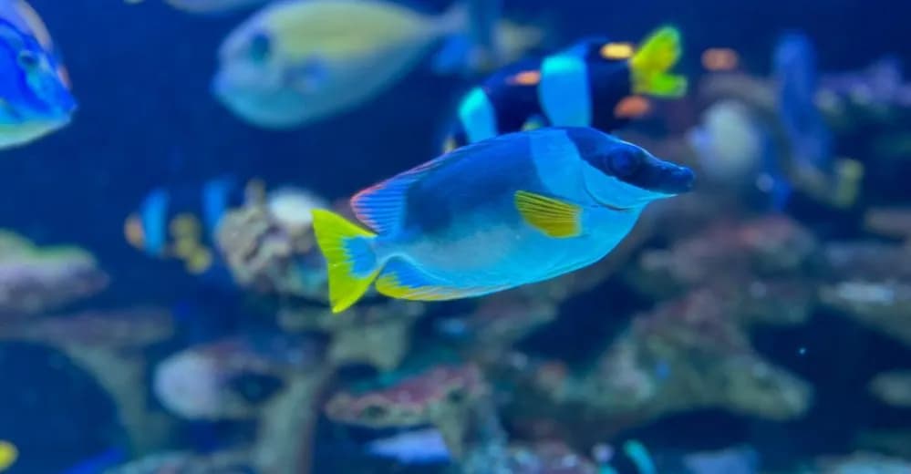 Nowe oceanarium w Kołobrzegu: co warto wiedzieć o tej atrakcji? Nowe oceanarium w Kołobrzegu: co warto wiedzieć o tej atrakcji?