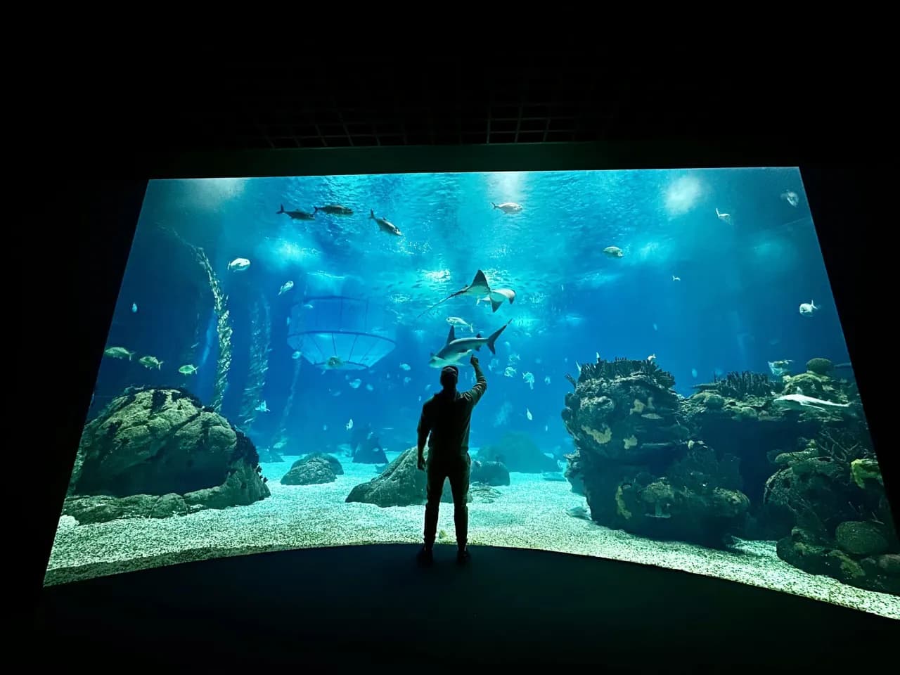 Oceanarium w Lizbonie - fascynujące atrakcje i praktyczne informacje Oceanarium w Lizbonie - fascynujące atrakcje i praktyczne informacje