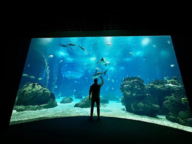 Oceanarium w Lizbonie - fascynujące atrakcje i praktyczne informacje Oceanarium w Lizbonie - fascynujące atrakcje i praktyczne informacje