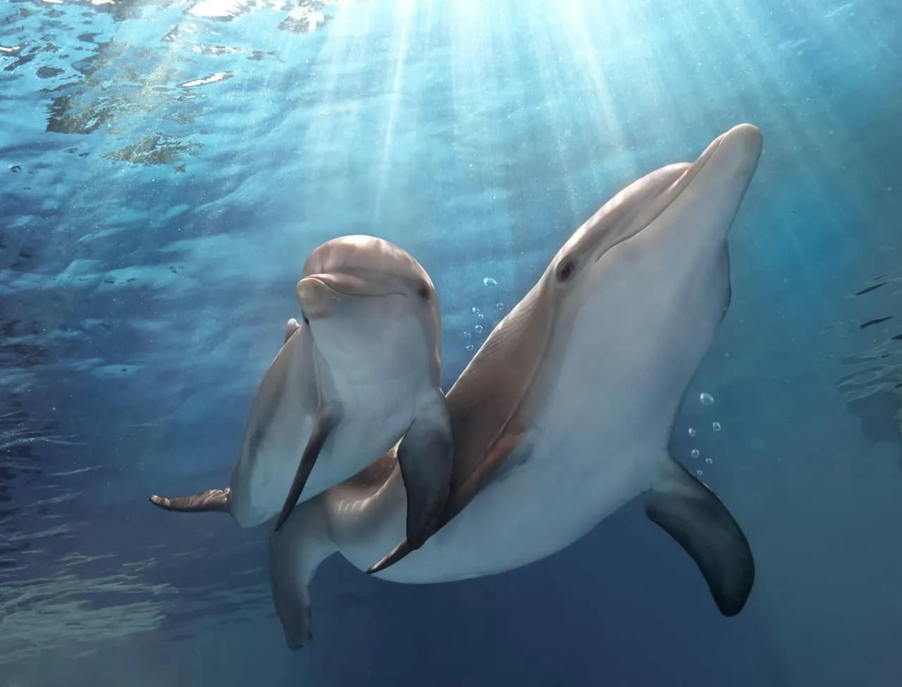 Jak rozmnażają się delfiny? Odkryj tajemnice ich życia intymnego Jak rozmnażają się delfiny? Odkryj tajemnice ich życia intymnego