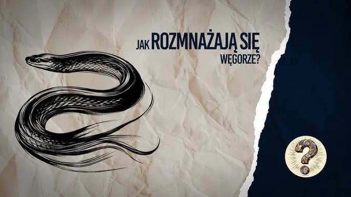Jak rozmnażają się węgorze? Tajemnice ich niezwykłego cyklu życia Jak rozmnażają się węgorze? Tajemnice ich niezwykłego cyklu życia