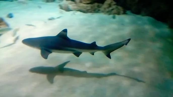 Oceanarium Toruń – Fascynujące zwierzęta i wyjątkowe atrakcje (NIECZYNNE) Oceanarium Toruń – Fascynujące zwierzęta i wyjątkowe atrakcje (NIECZYNNE)