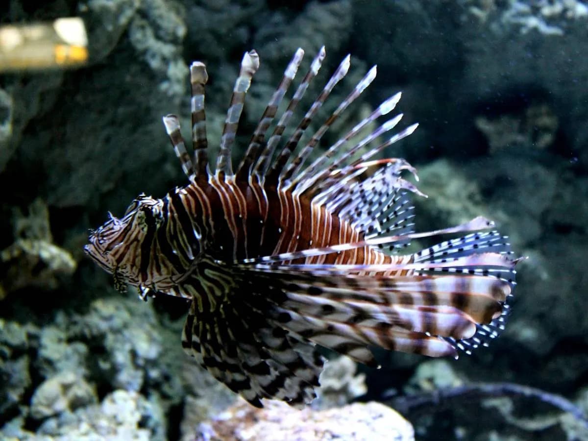 Oceanarium Lublin – wyjątkowe atrakcje, godziny otwarcia i ceny biletów Oceanarium Lublin – wyjątkowe atrakcje, godziny otwarcia i ceny biletów