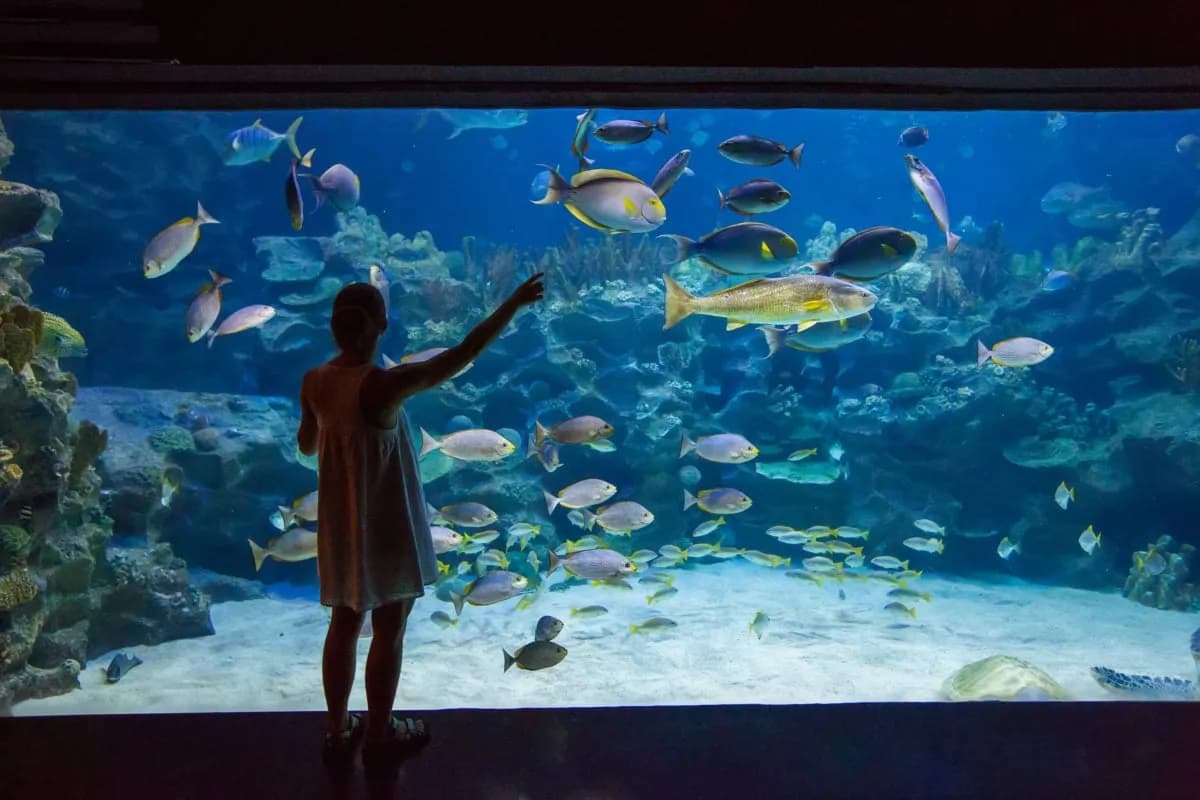 Oceanarium nad morzem: fascynujące miejsca, które musisz odwiedzić Oceanarium nad morzem: fascynujące miejsca, które musisz odwiedzić