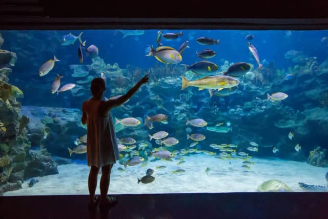 Oceanarium nad morzem: fascynujące miejsca, które musisz odwiedzić Oceanarium nad morzem: fascynujące miejsca, które musisz odwiedzić