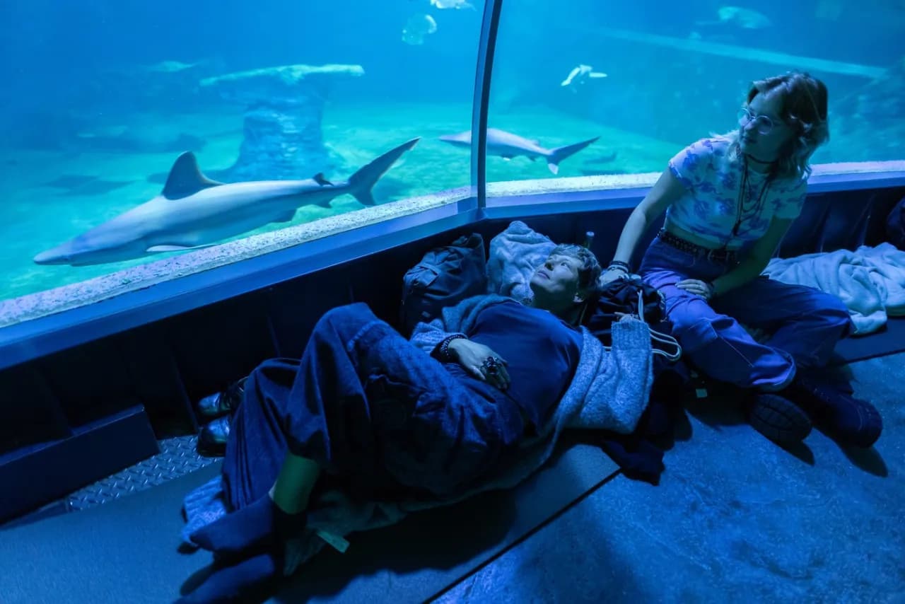 Rekiny w oceanarium Wrocław: Niezapomniane atrakcje i doświadczenia Rekiny w oceanarium Wrocław: Niezapomniane atrakcje i doświadczenia