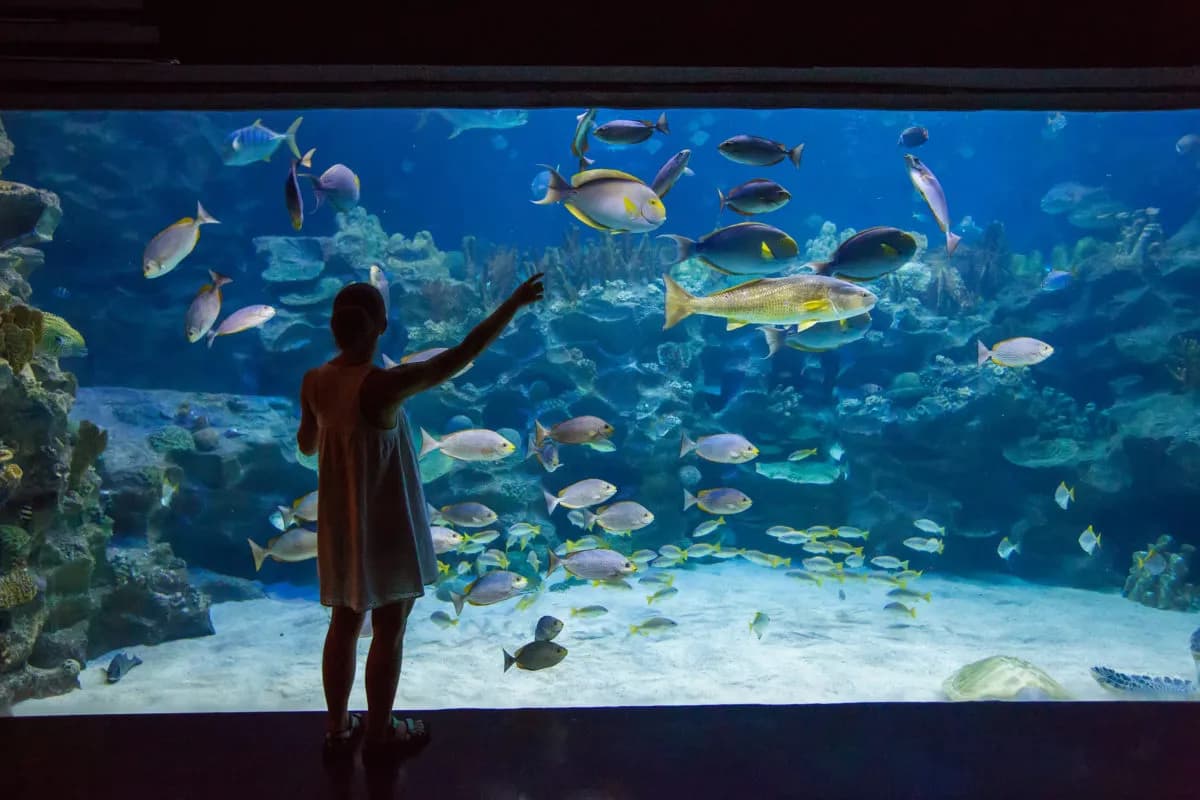 Godziny otwarcia oceanarium w Ustce - nie przegap wizyty! Godziny otwarcia oceanarium w Ustce - nie przegap wizyty!