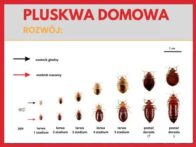 Pluskwy jak się rozmnażają - zaskakujące fakty o ich cyklu życia Pluskwy jak się rozmnażają - zaskakujące fakty o ich cyklu życia