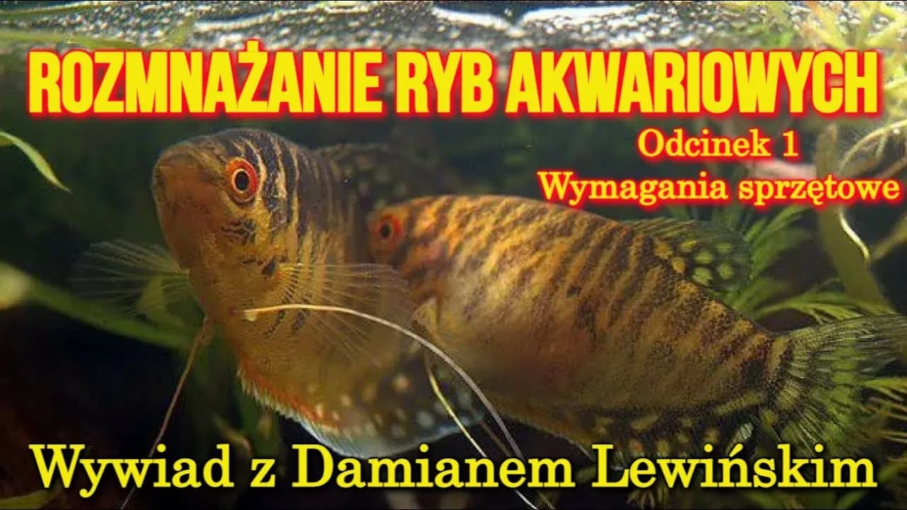 Jak rozmnażają się ryby? Odkryj tajemnice ich rozmnażania Jak rozmnażają się ryby? Odkryj tajemnice ich rozmnażania