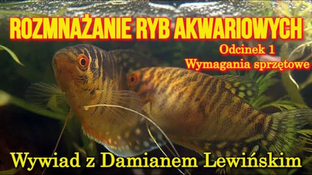 Jak rozmnażają się ryby? Odkryj tajemnice ich rozmnażania Jak rozmnażają się ryby? Odkryj tajemnice ich rozmnażania