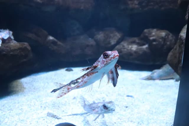Oceanarium Kreta: Niezapomniane atrakcje i tajemnice morskiego świata Oceanarium Kreta: Niezapomniane atrakcje i tajemnice morskiego świata