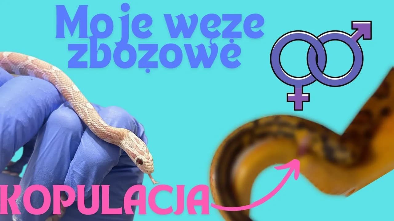 Jak rozmnażają się węże? Zaskakujące metody i procesy ich rozmnażania Jak rozmnażają się węże? Zaskakujące metody i procesy ich rozmnażania