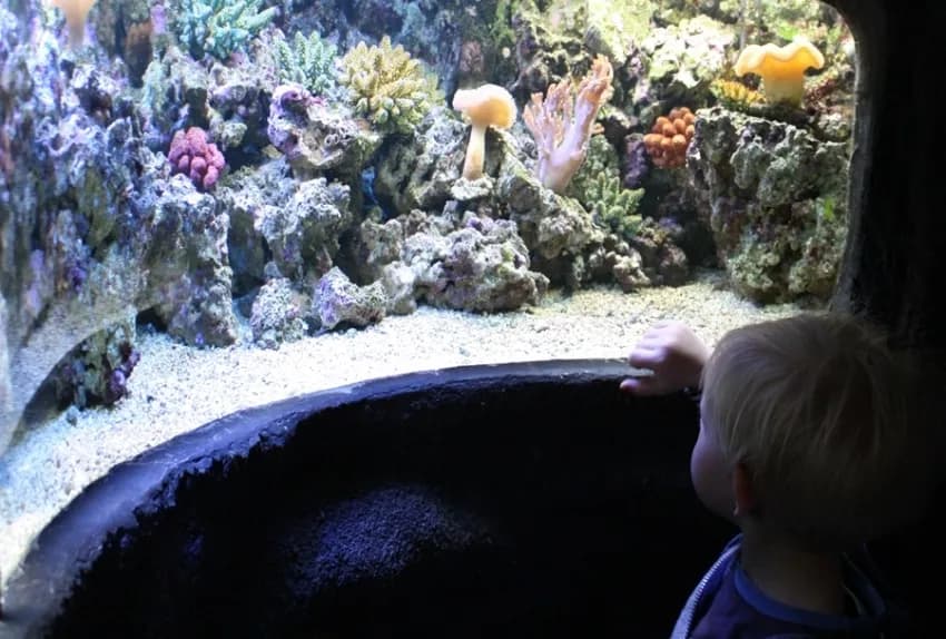 Oceanarium w Pradze – Niezapomniane atrakcje i informacje praktyczne Oceanarium w Pradze – Niezapomniane atrakcje i informacje praktyczne