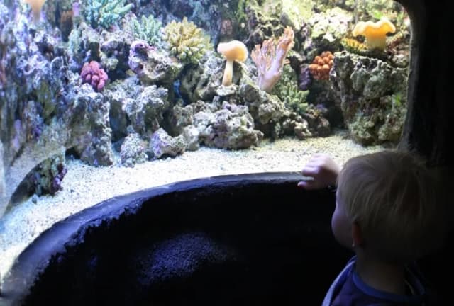 Oceanarium w Pradze – Niezapomniane atrakcje i informacje praktyczne Oceanarium w Pradze – Niezapomniane atrakcje i informacje praktyczne