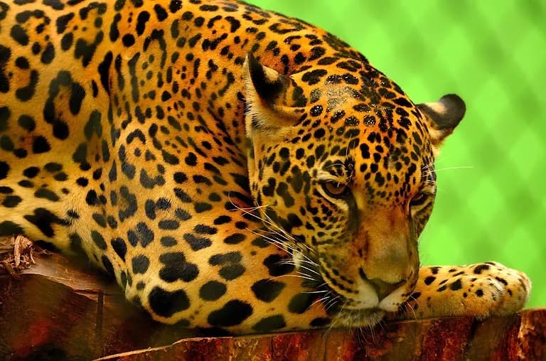Czym się żywi jaguar? Zaskakujące fakty o jego diecie i polowaniach Czym się żywi jaguar? Zaskakujące fakty o jego diecie i polowaniach