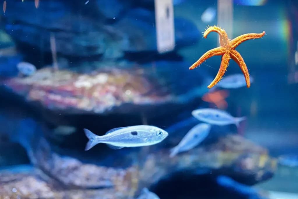 Oceanarium bilety – sprawdź ceny i zniżki na wstęp do oceanariów Oceanarium bilety – sprawdź ceny i zniżki na wstęp do oceanariów