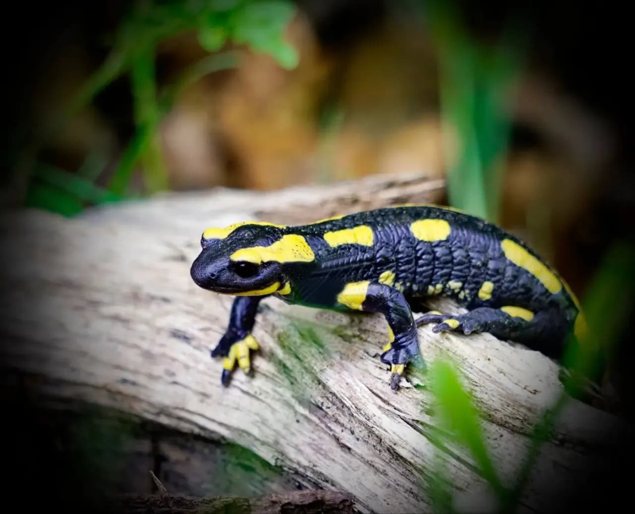 Jak salamandra czym się żywi – zaskakujące fakty o jej diecie Jak salamandra czym się żywi – zaskakujące fakty o jej diecie