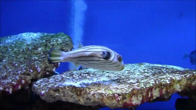 Odkryj niesamowite wideo z oceanarium Kołobrzeg na YouTube Odkryj niesamowite wideo z oceanarium Kołobrzeg na YouTube